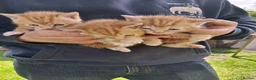 Mixed Breed cats for sale: Beautiful ginger kittens 5* homes only - Advert 9