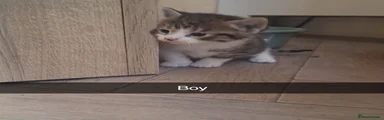 Bengal 4