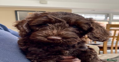 Australian Labradoodle dogs - Advert 2