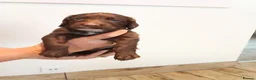 Sprocker dogs for sale: Beautiful Sprocker puppies for sale - Advert 11