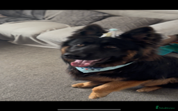 German Shepherd dogs for sale: Perfect 1 year old German Shephard - Long Haired - Image 4