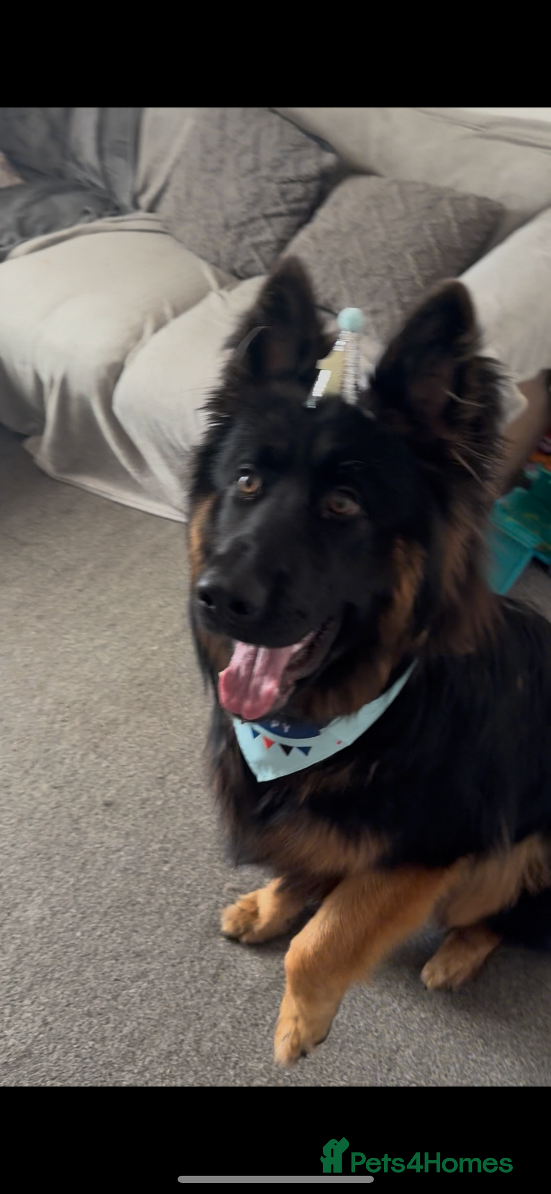 German Shepherd dogs for sale: Perfect 1 year old German Shephard - Long Haired - Image 4