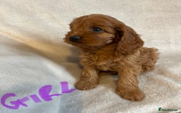 Cavapoo dogs for sale: Cavapoo pups - Image 4