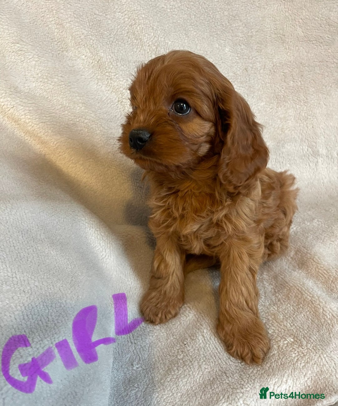 Cavapoo dogs for sale: Cavapoo pups - Image 4