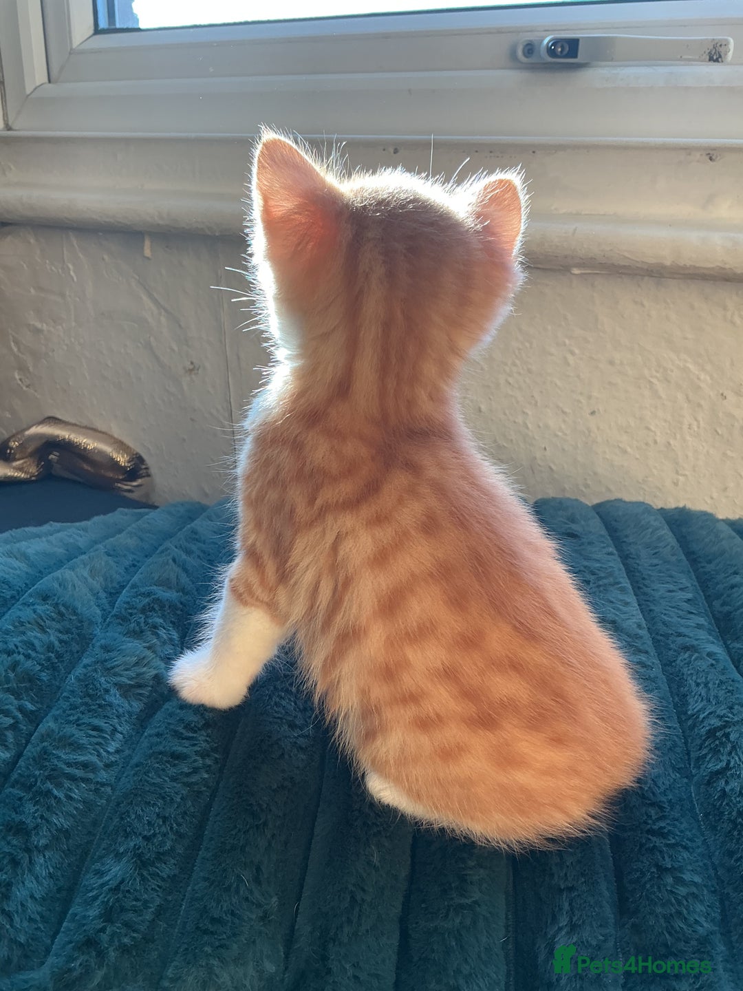 Domestic Shorthair cats for sale: Black-white-Ginger kitten - Advert 10