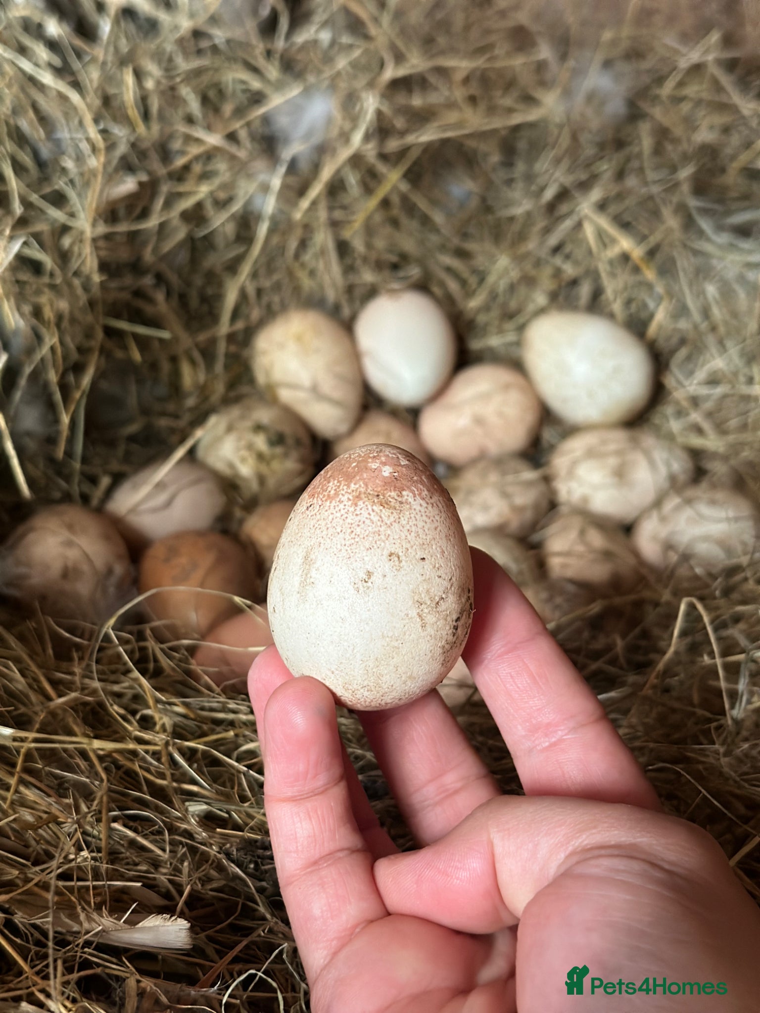Guinea Fowl poultry Guinea fowl hatching eggs available 🥚🪺 - Advert 2