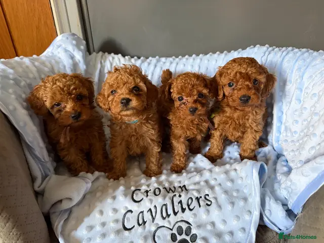 Toy Poodle dogs for sale: RED LINEAGE TINY KC HEALTH TOY POODLES LICENSED - Advert 2