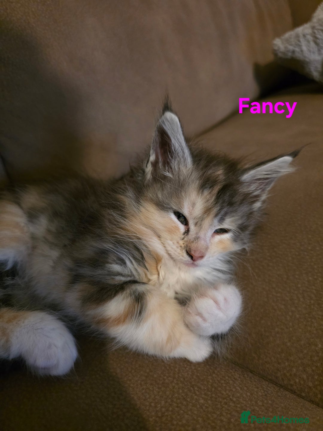 Maine Coon cats for sale: Rare Pure Breed Mainecoon Kitten - Advert 21