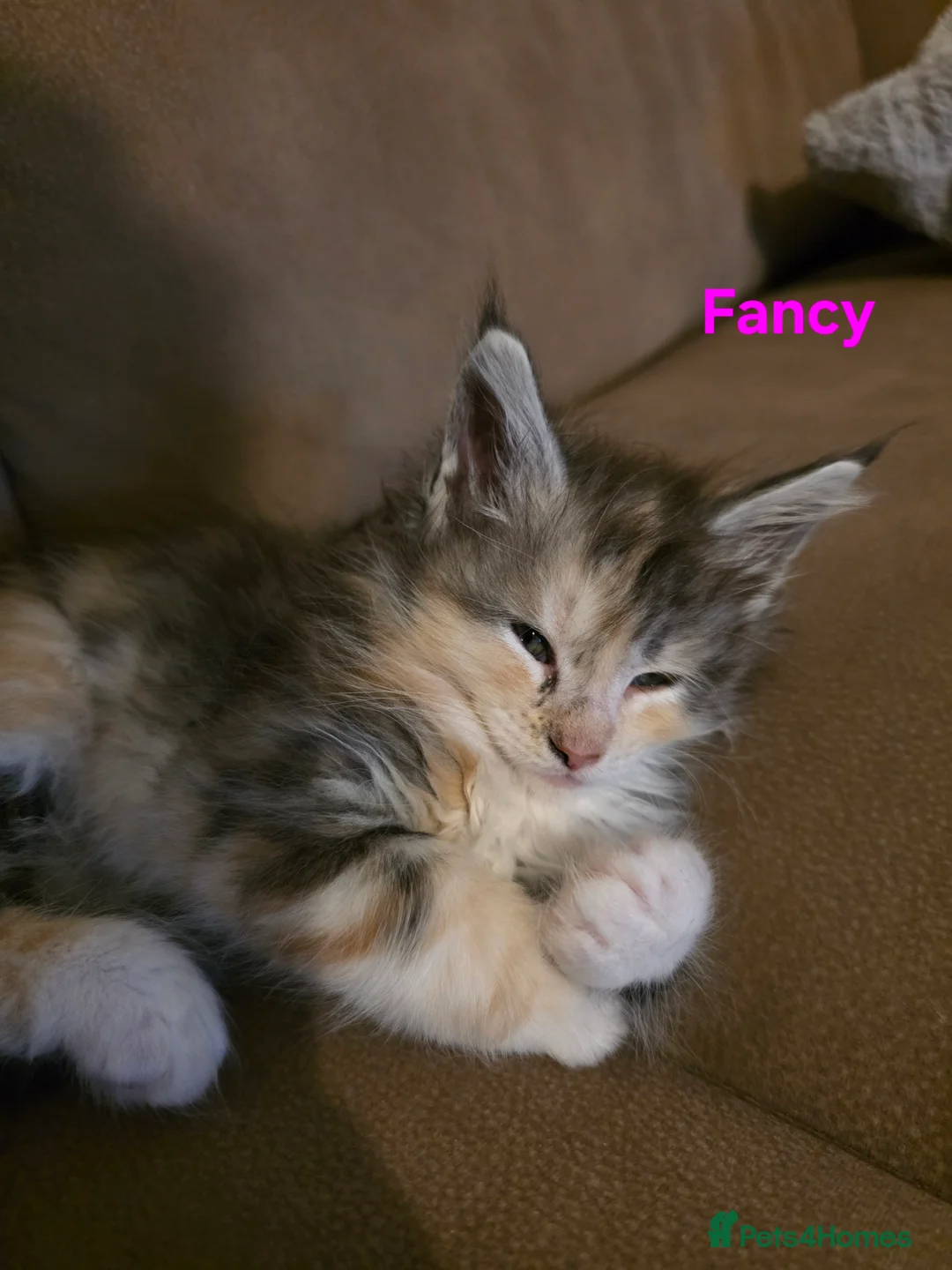 Maine Coon cats for sale: Rare Pure Breed Mainecoon Kitten - Advert 21