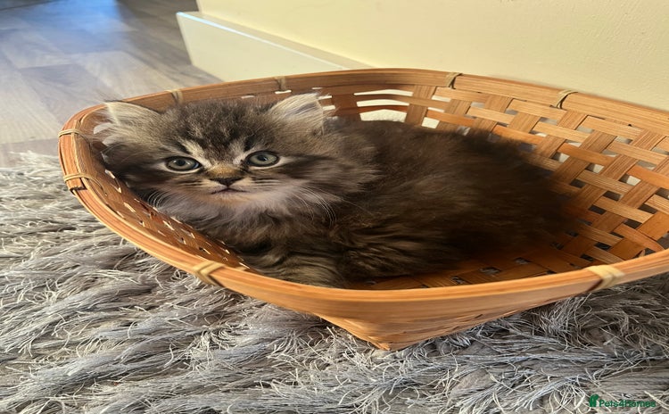 Perdoll cats Ragdoll/Persian perdoll 1 boy left *ready now  - Advert 1