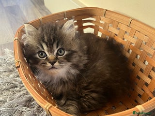 Perdoll cats Ragdoll/Persian perdoll 1 boy left *ready now - Advert 5