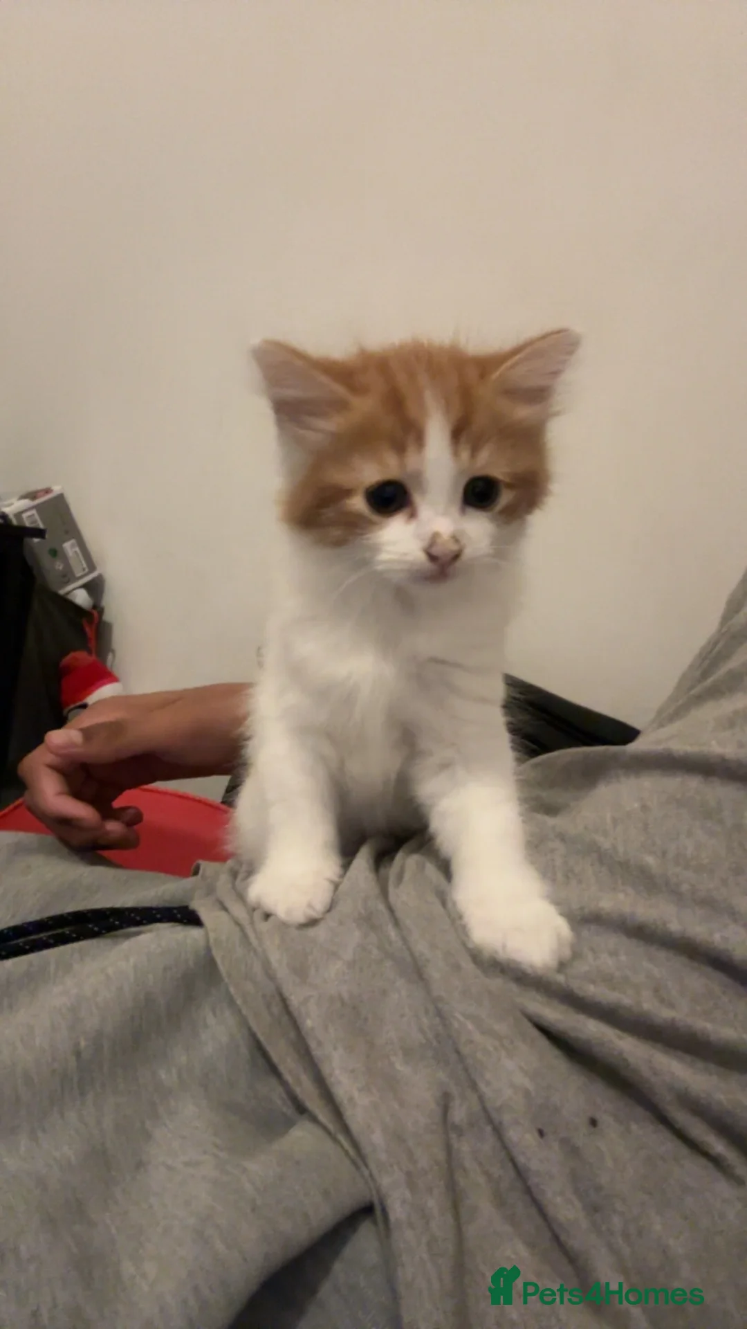 Arabian Mau cats for sale: Fluffy ginger and white girl kitten in Portsmouth - Advert 2
