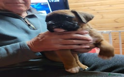 Boxer dogs for sale: KC Registered Boxer Puppies - Image 12