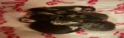 Mixed Breed cats for sale: Beautiful kittens 🐱  - Advert 5