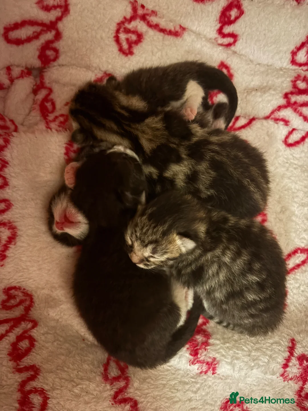 Mixed Breed cats for sale: Beautiful kittens 🐱  - Advert 5