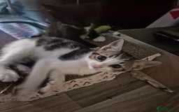 Mixed Breed cats for sale: Kittens  - Image 4