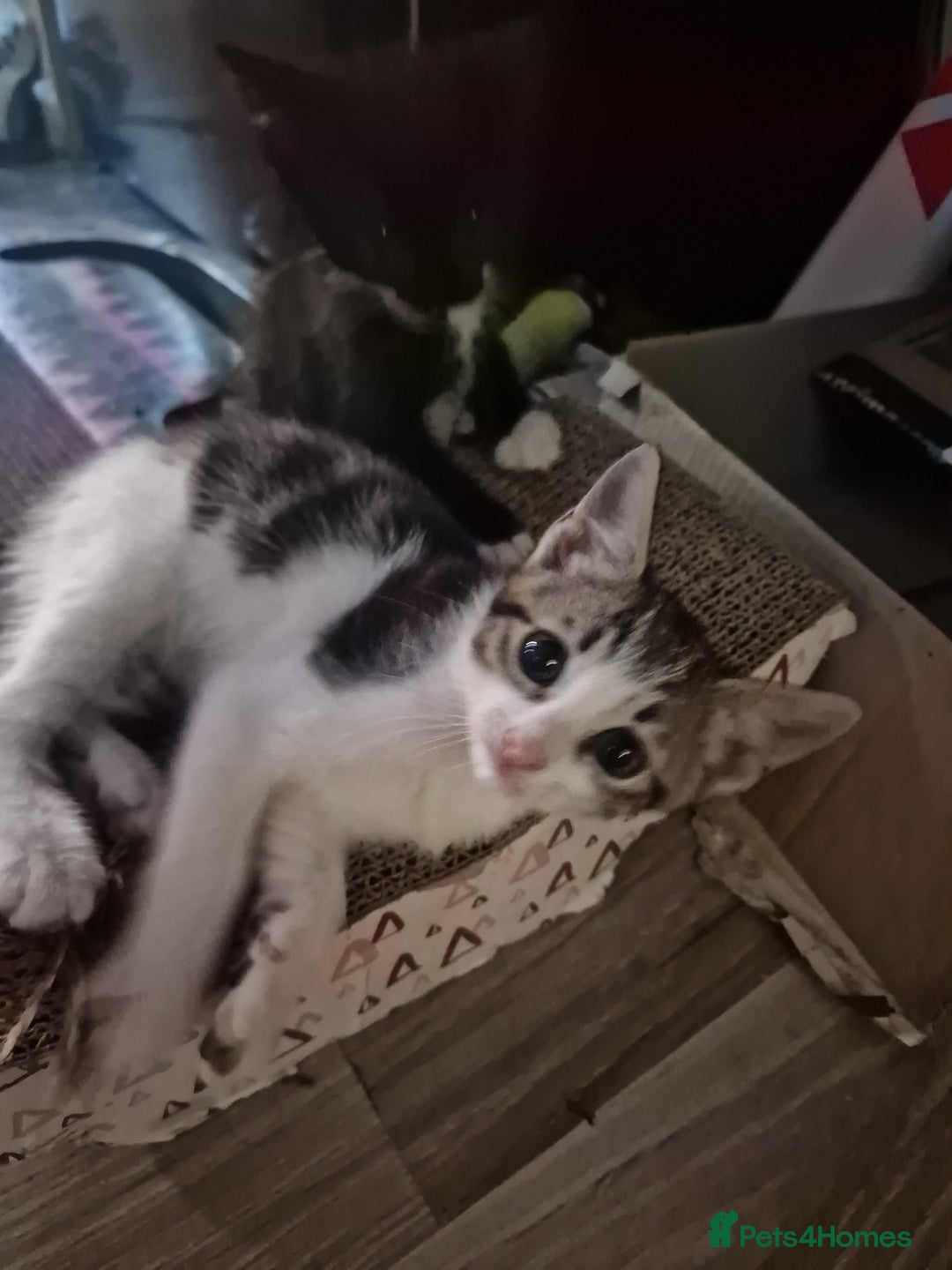 Mixed Breed cats for sale: Kittens  - Image 4