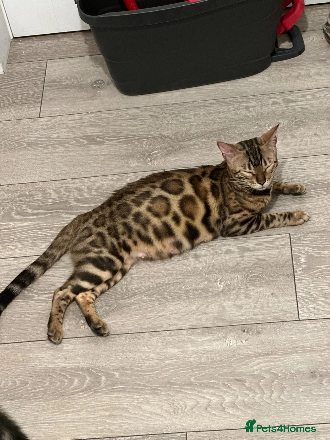 Bengal cats for sale: 2 Bengal kittens / girls for sale  - Advert 7