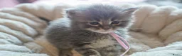 Maine Coon cats for sale: Gorgeous Mainecoon kittens ready 10th June  - Advert 12
