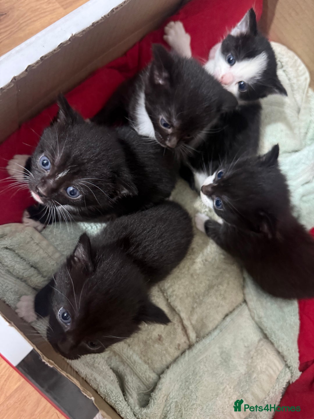 Korat cats for sale: Cute playful kittens ready for their new home 🖤🤍 - Advert 38