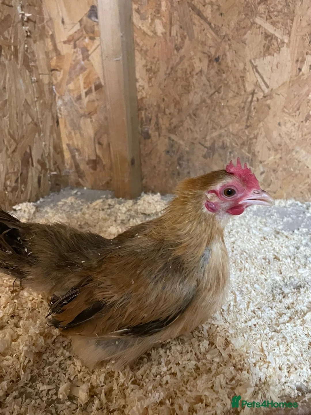 Chickens poultry for sale: Seramas  - Advert 5