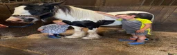 Irish Cob horses for sale: 🐴💙 SIMPSON – 20 MONTH OLD COB GELDING 💙🐴 - Advert 5