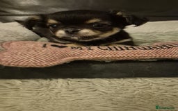 Chihuahua dogs for sale: Chihuahua Females - Merle - Image 2