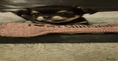 Chihuahua dogs - Advert 4
