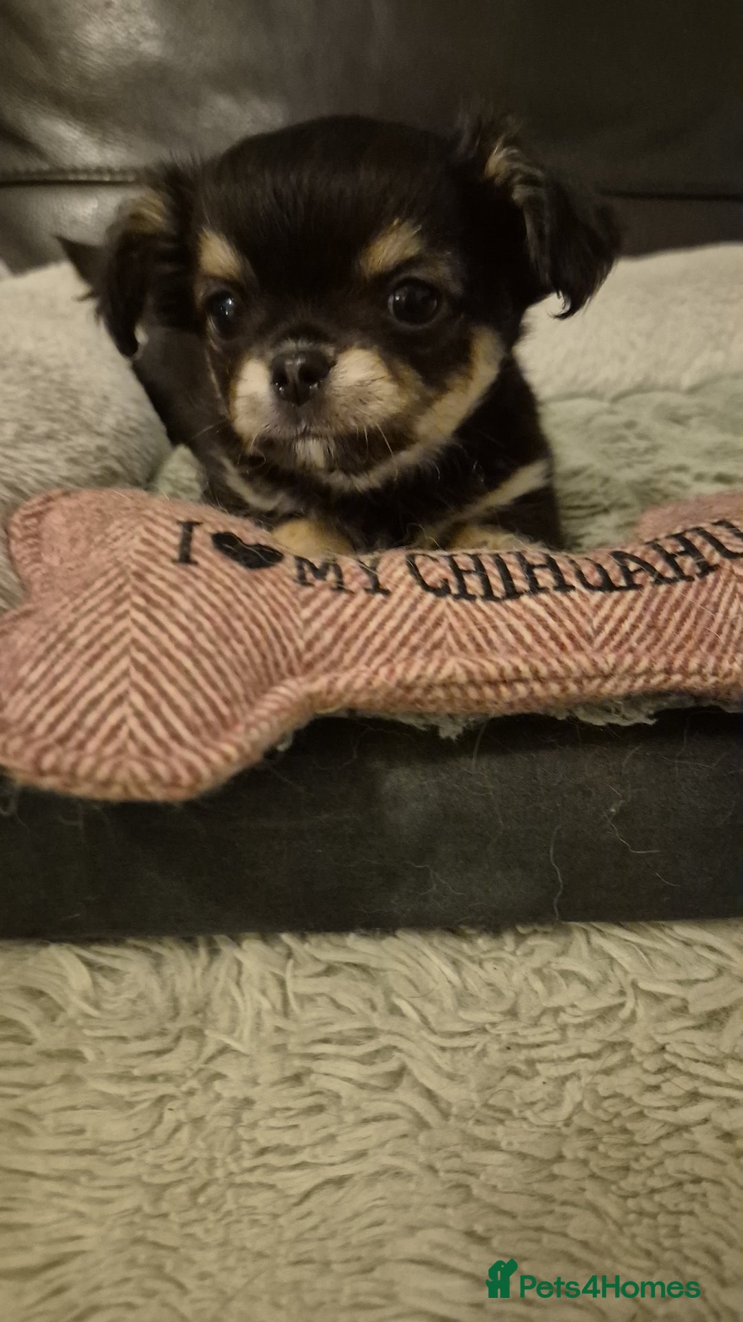 Chihuahua dogs for sale: Chihuahua Females - Merle - Image 2