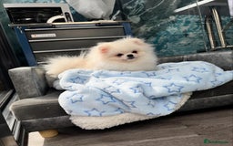 Pomeranian dogs for sale: Pomeranian Last Boy - Image 18