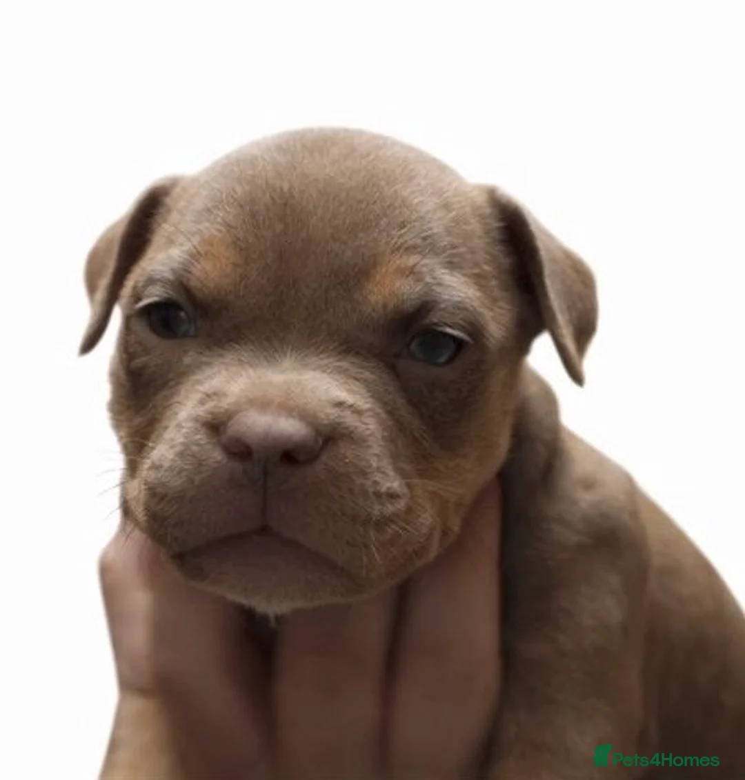 American Bully dogs for sale: Stunning pocket bullies pups  - Advert 14