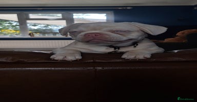 French Bulldog dogs - Advert 15