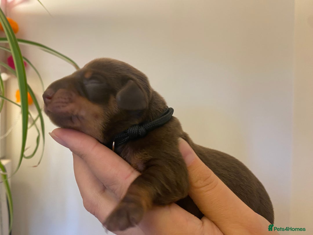 Miniature Dachshund dogs for sale: Sweetest Miniature Dachshund Pups - Image 11