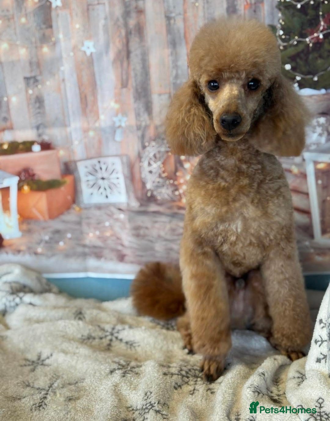 Cavapoo dogs for sale: Health Tested F1 TOY Cavapoo Puppies  - Advert 23