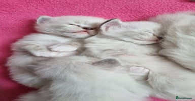 Ragdoll cats - Advert 3