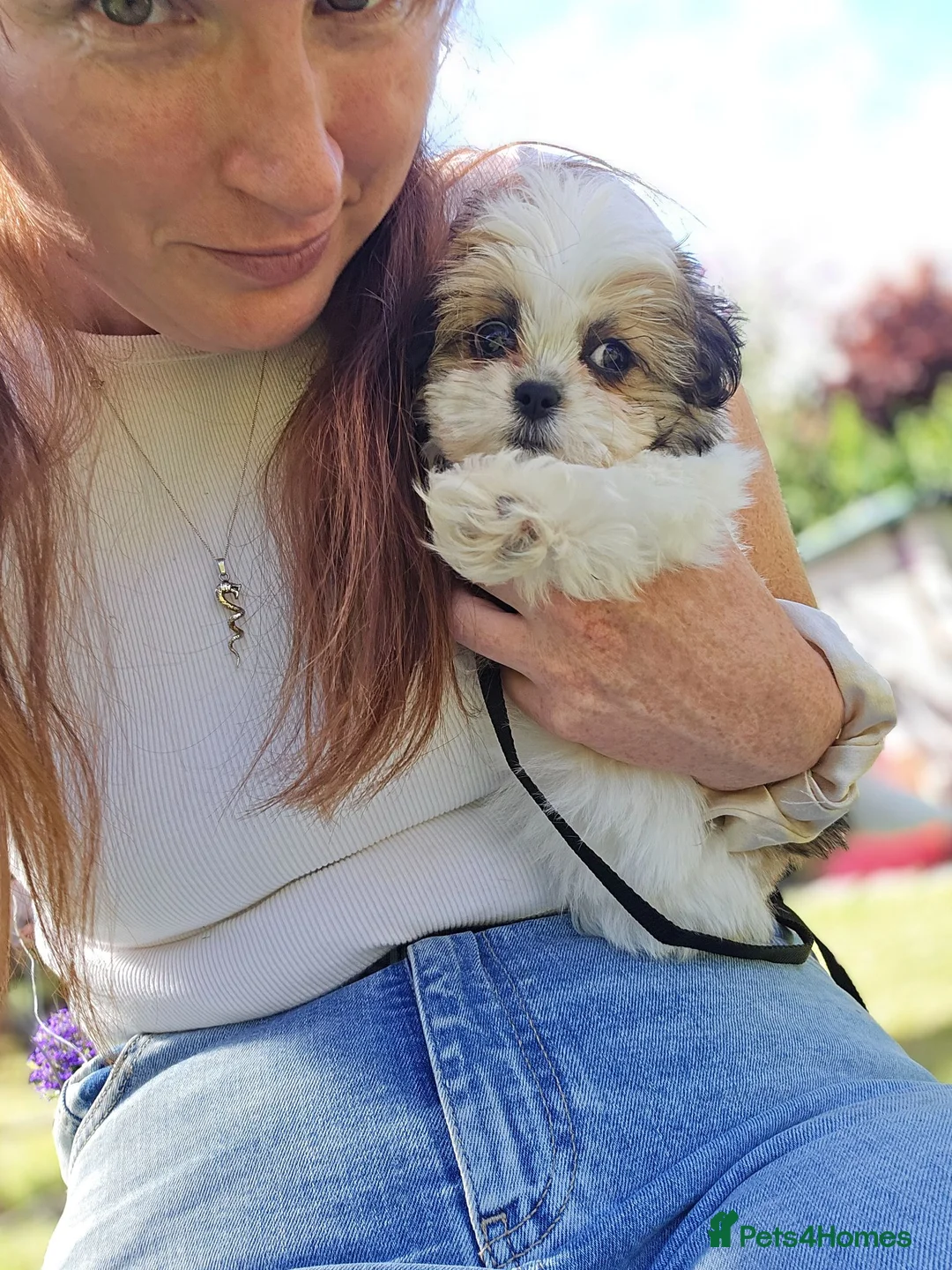 Maltipoo dogs for sale: Maltipoo 10 weeks  - Advert 2