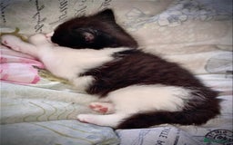 Mixed Breed cats for sale: 3 Fluffy Ragdoll X Kittens available!! - Image 4