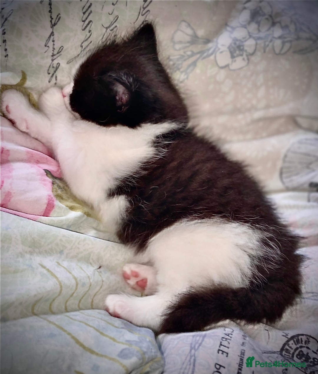 Mixed Breed cats for sale: 3 Fluffy Ragdoll X Kittens available!! - Image 4