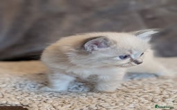Ragdoll cats for sale: Ragdoll X Siberian X Himalyan - kittens  - Image 2