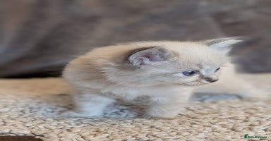 Ragdoll cats - Advert 10