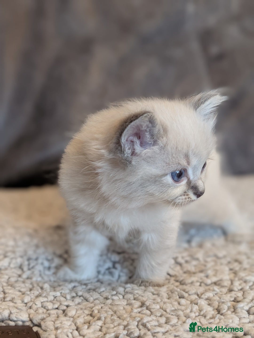 Ragdoll cats for sale: Ragdoll X Siberian X Himalyan - kittens  - Image 2