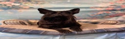 Scottish Terrier dogs for sale: KC Scottish terrier puppies  - Advert 5