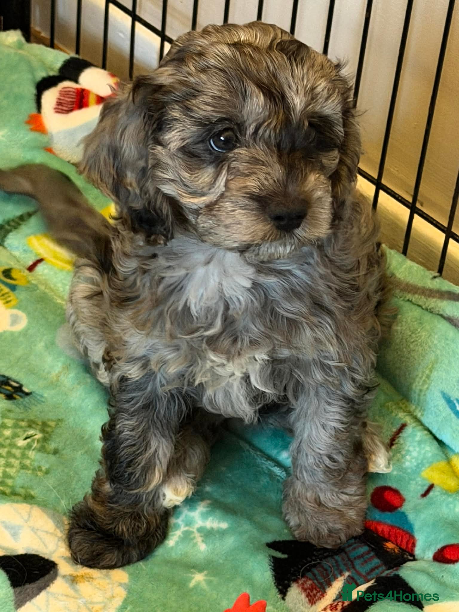 Cavapoo dogs READY NOW Beautiful F1 Cavapoo girl - Advert 1