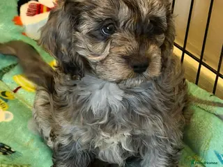 Cavapoo dogs READY NOW Beautiful F1 Cavapoo girl - Advert 1