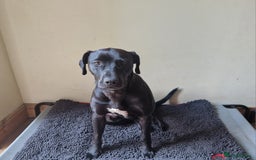 Mixed Breed dogs for sale: Labrador x terriers x lurchers x  - Image 7