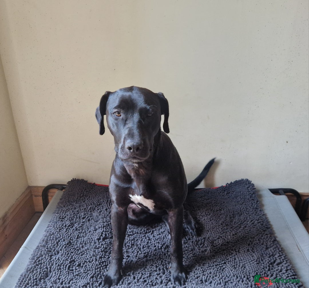 Mixed Breed dogs for sale: Labrador x terriers x lurchers x  - Image 7