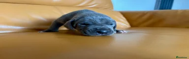 Great Dane Puppy 5