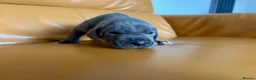 Great Dane dogs for sale: Pedigree registered blue and black Great Dane Pups - Advert 6