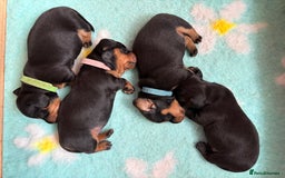 Miniature Dachshund dogs for sale: Miniature dachshund puppies 🐾 - Image 9