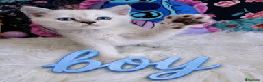 Scottish Fold 1